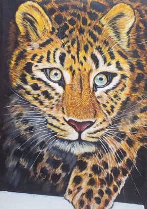 Leopard coming out of hiding